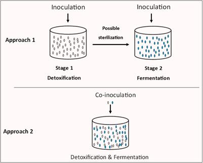 Microbial detoxification of lignocellulosic biomass hydrolysates: Biochemical and molecular aspects, challenges, exploits and future perspectives